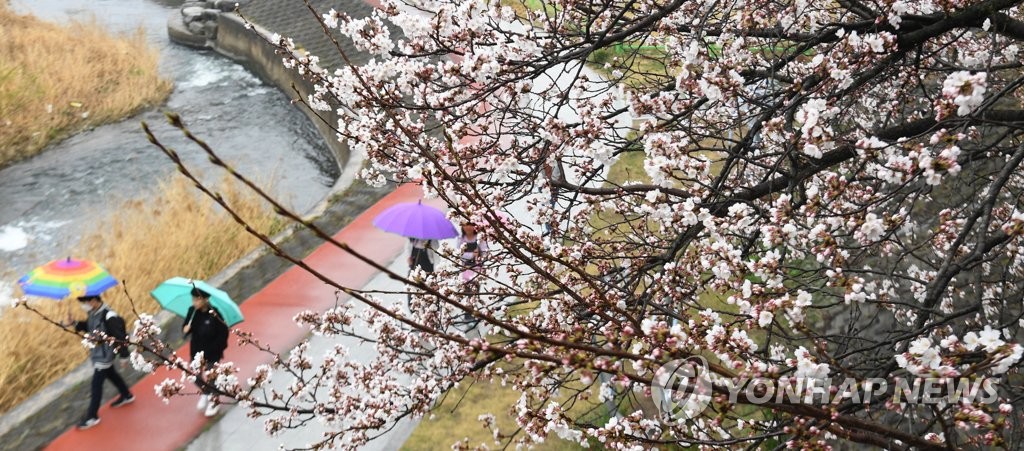 봄비 맞으며 산책