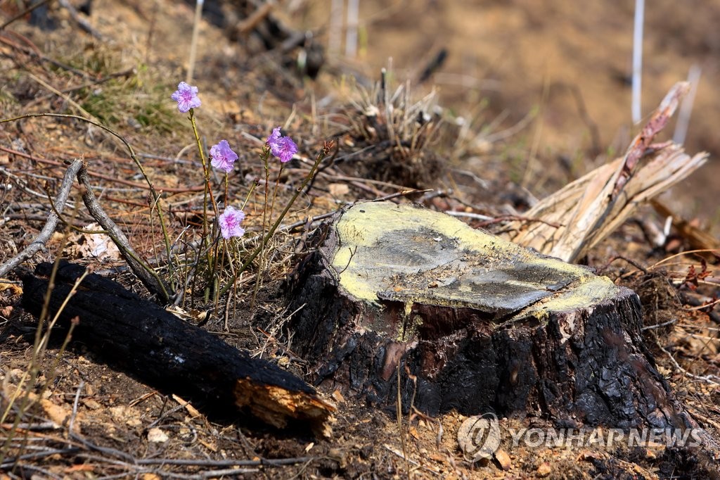 인제 산불 1년…화마 딛고 찾아온 봄