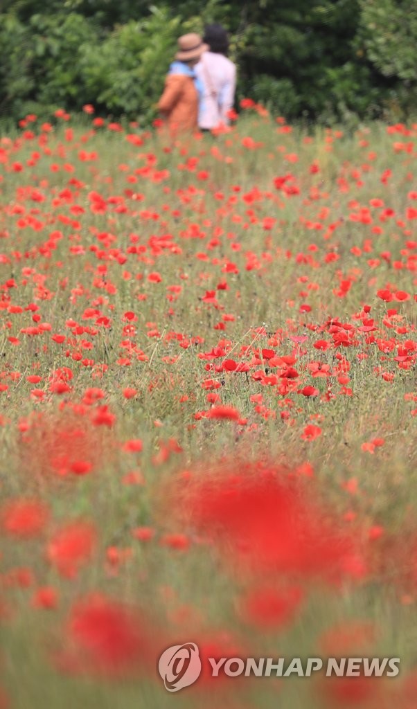 Poppy flowers Poppy flowers