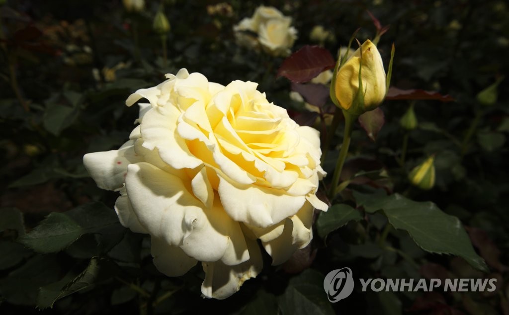 크림빛 장미 엘리나의 아름다운 자태