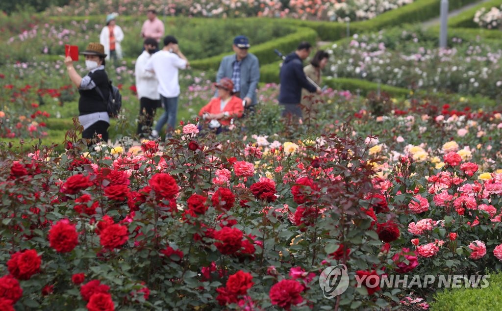 곡성기차마을 장미공원 풍경