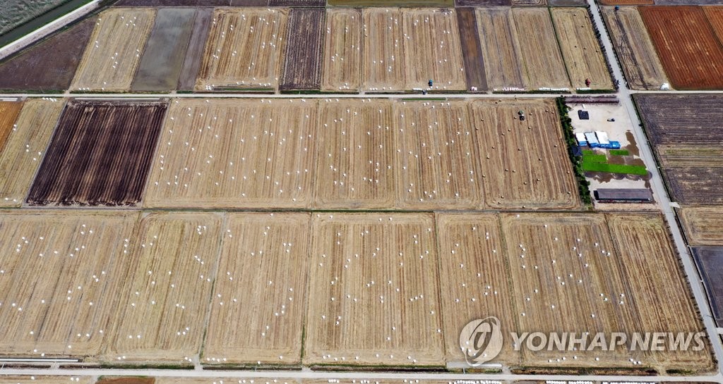 보리밭의 하얀 바둑알?