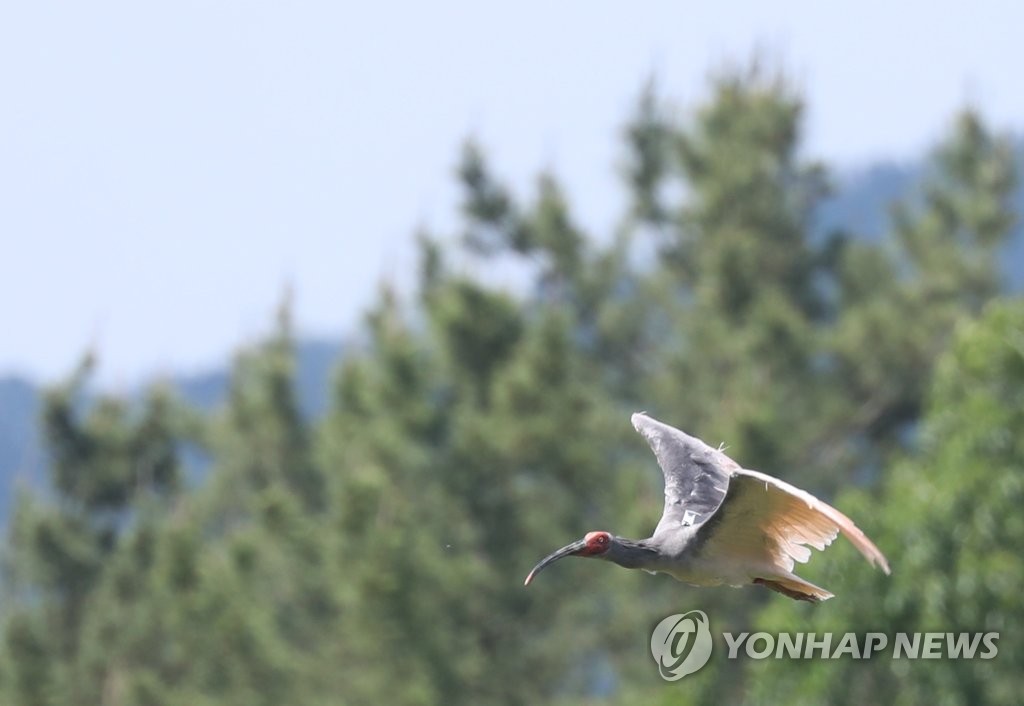 따오기 자연 속으로