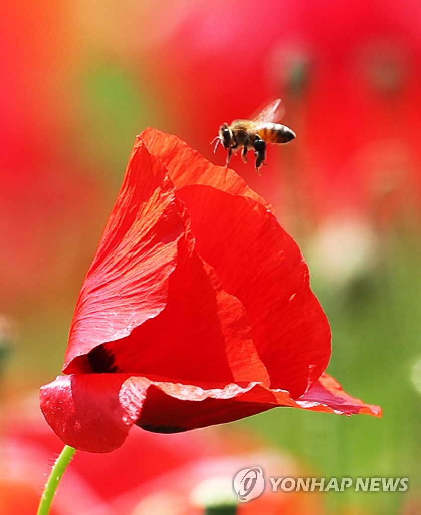 꿀벌 유혹하는 꽃양귀비