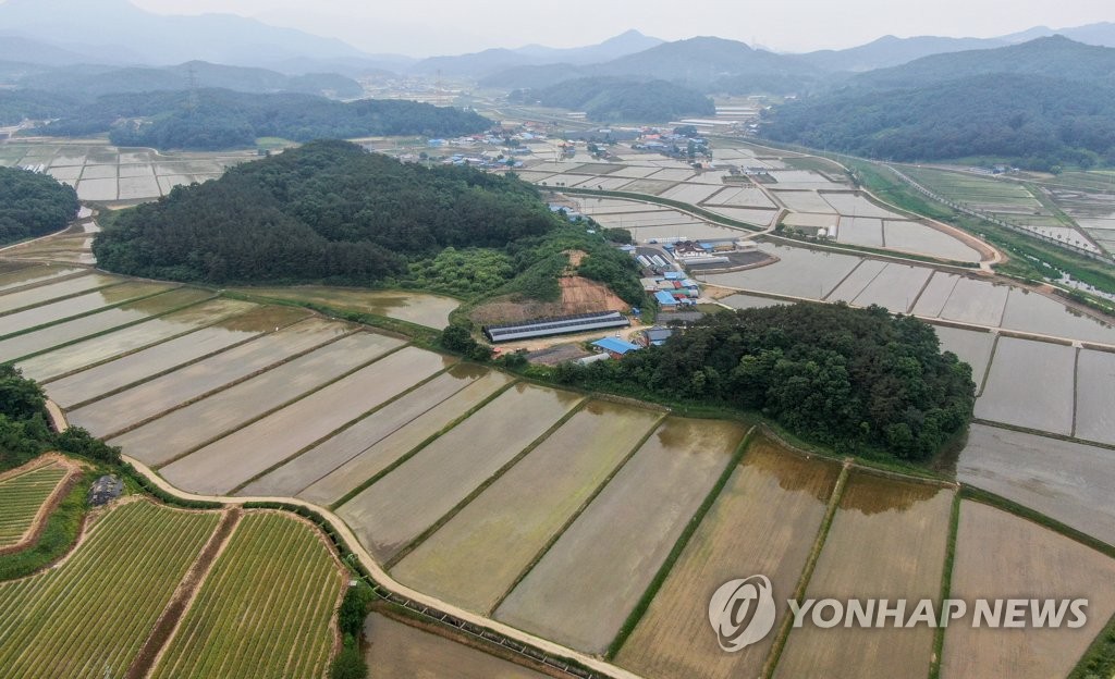 모내기를 마친 망종 들녘