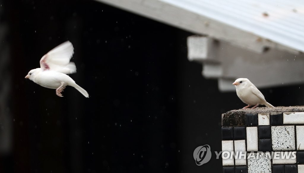 '길조' 강원 춘천서 흰 참새 발견