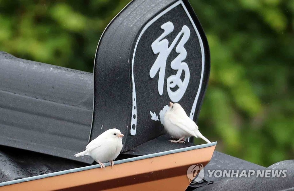 '어떻게 읽나요' 날아든 흰 참새