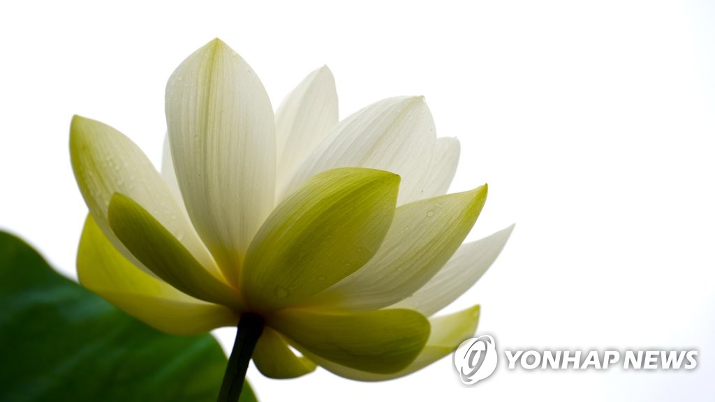 여름 햇살에 만개한 연꽃