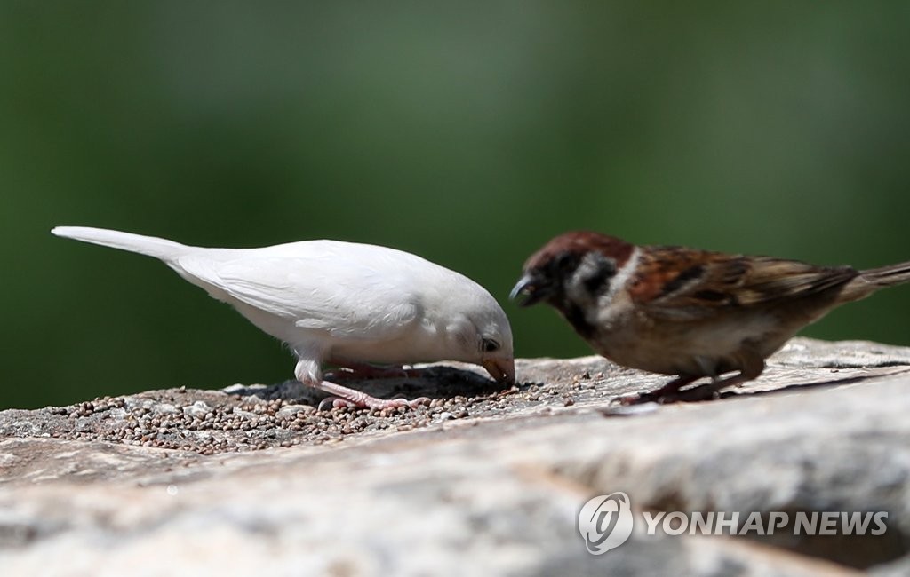 사람이 둔 모이 쪼는 흰 참새