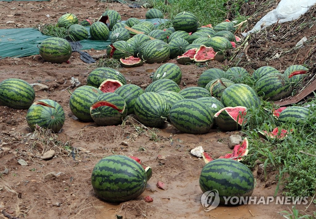 수박밭 폭우 피해