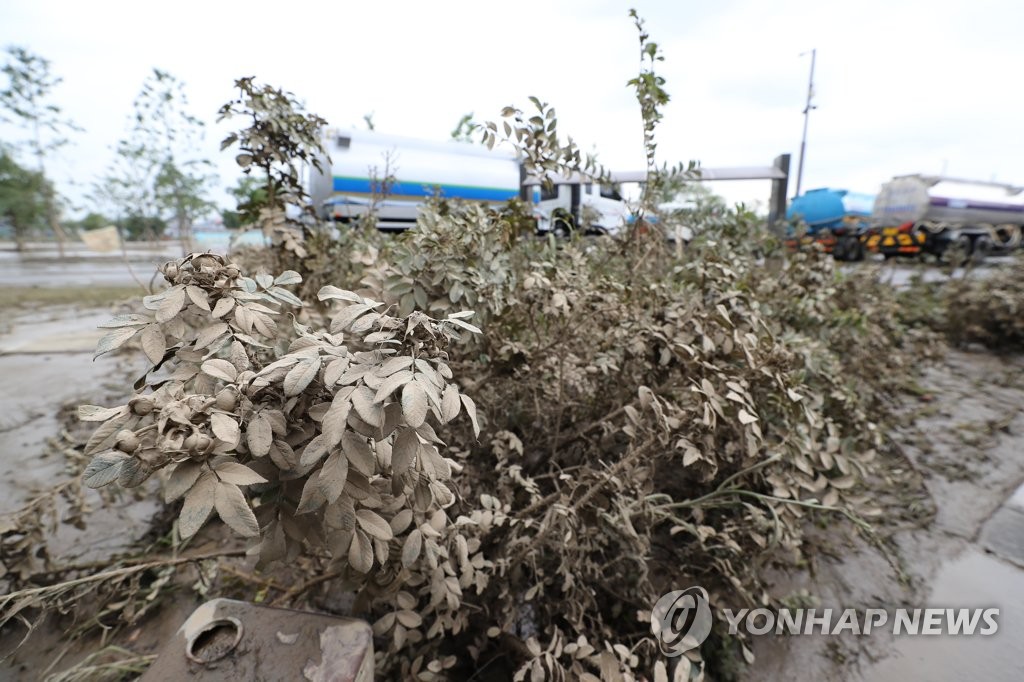 잿빛으로 변한 나뭇잎