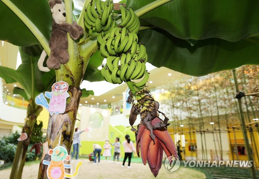 어린이집에서 열매 맺은 바나나