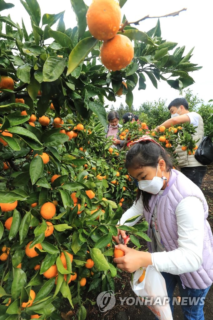 Tangerine harvesting Tangerine harvesting