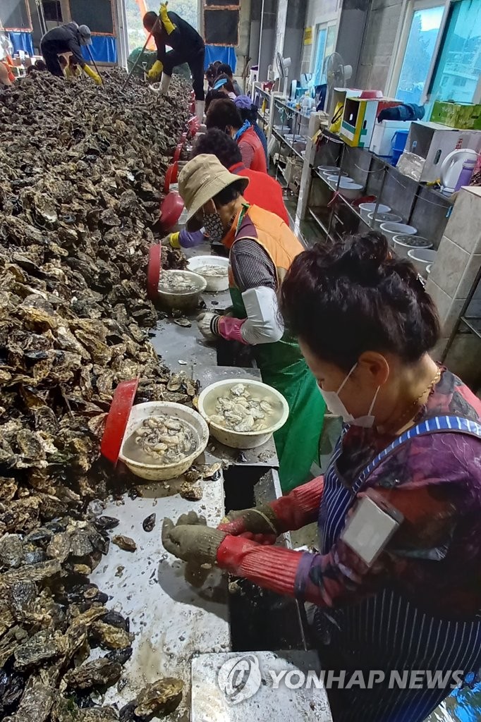 Oysters in season Oysters in season