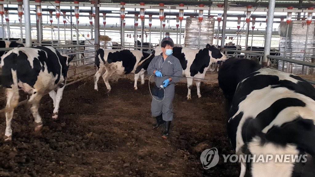 소 구제역 예방 백신 접종