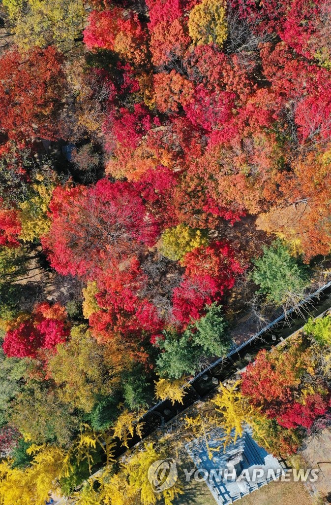 Autumn leaves in S. Korea Autumn leaves in S. Korea