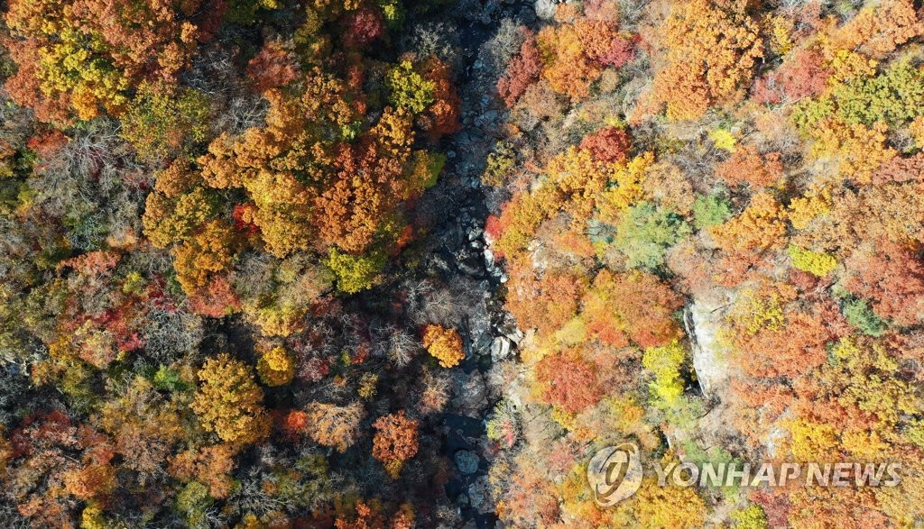 '물감 뿌린 듯'…가을의 절정으로 가는 지리산 피아골 단풍 