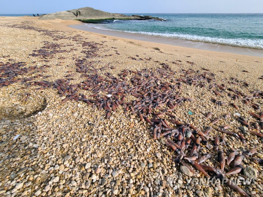 해변 뒤덮은 매오징어