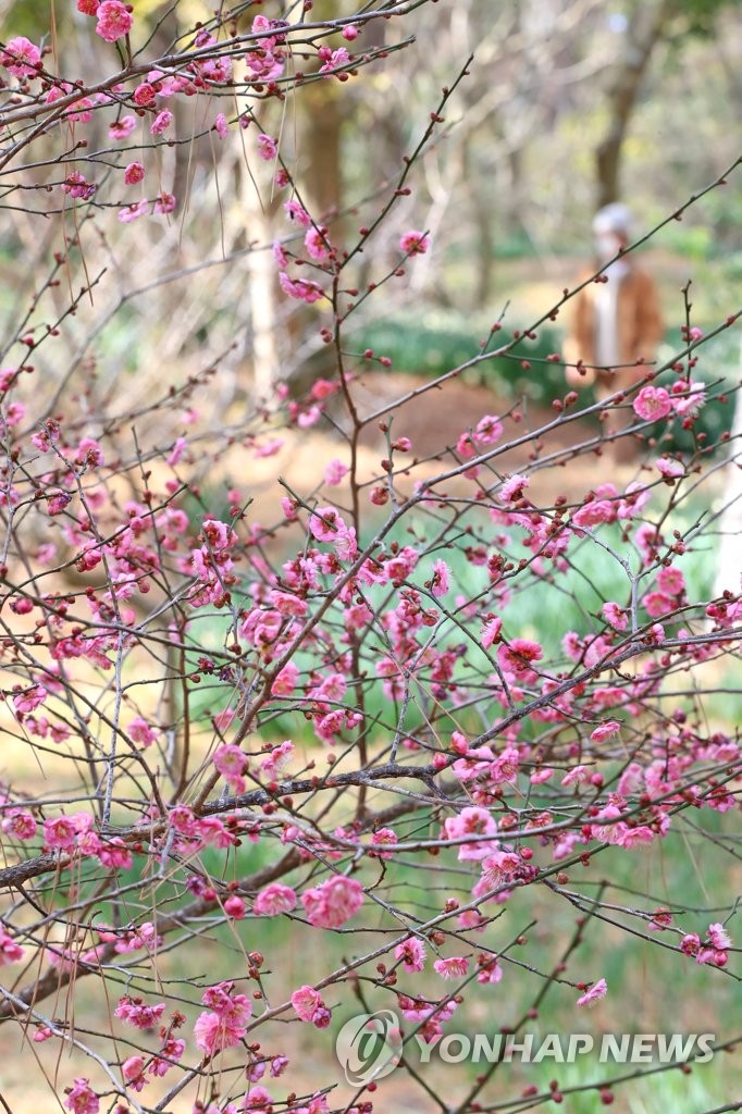 Plum tree flowers in bloom Plum tree flowers in bloom