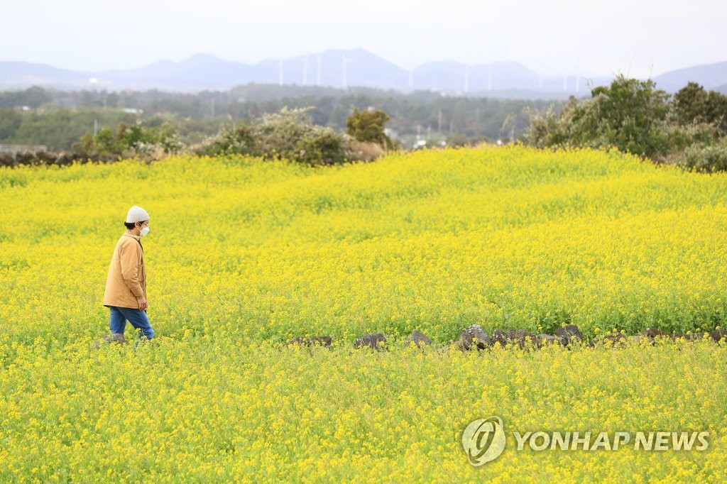 유채꽃 활짝 핀 제주