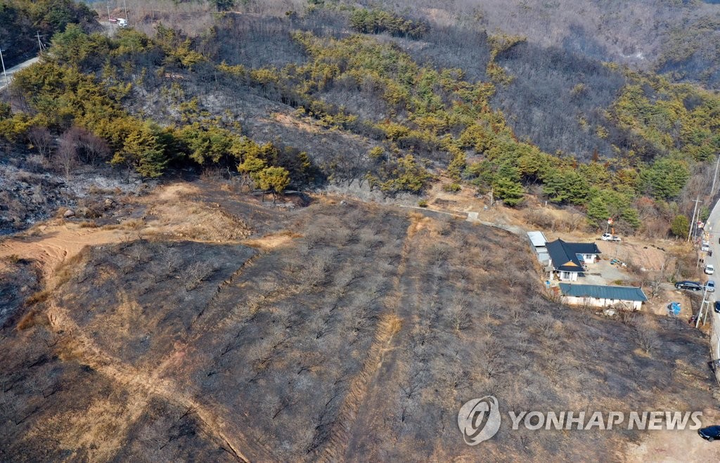 산불이 지나간 푸르던 숲