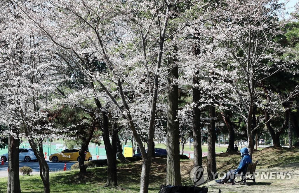 이른 벚꽃 개화 (2021년 3월 22일 광주 북구 전남대학교 교정)