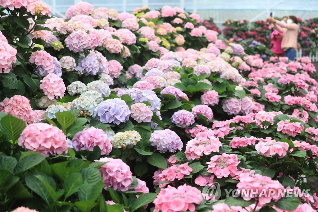 Hortensias en plena floración en la isla de Jeju Hortensias en plena floración en la isla de Jeju