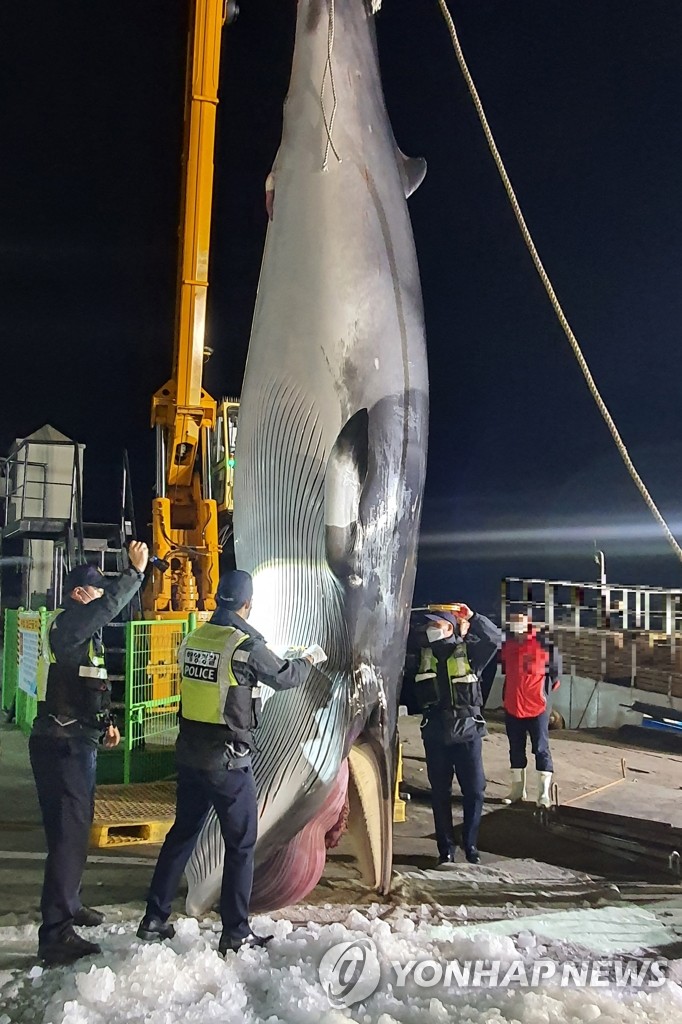 Minke whale found dead Minke whale found dead
