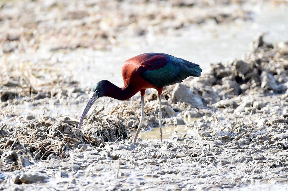珍客ブロンズトキが飛来 珍客ブロンズトキが飛来