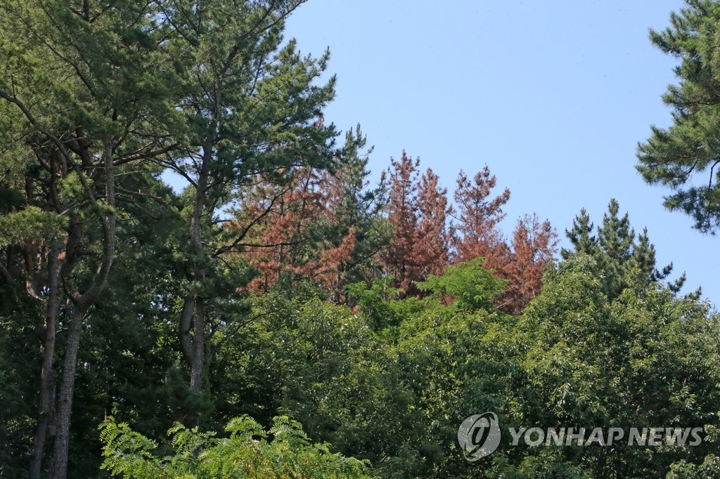 고사한 소나무