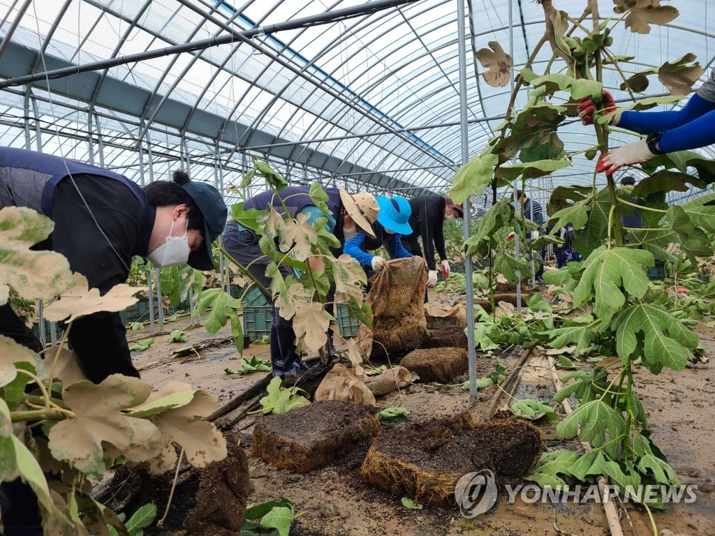 침수 피해 복구 나선 해남군 공무원