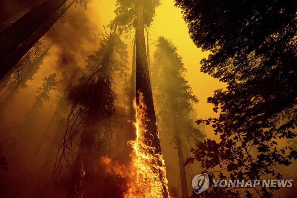 미국 서부 산불로 소실되는 세쿼이아 거목