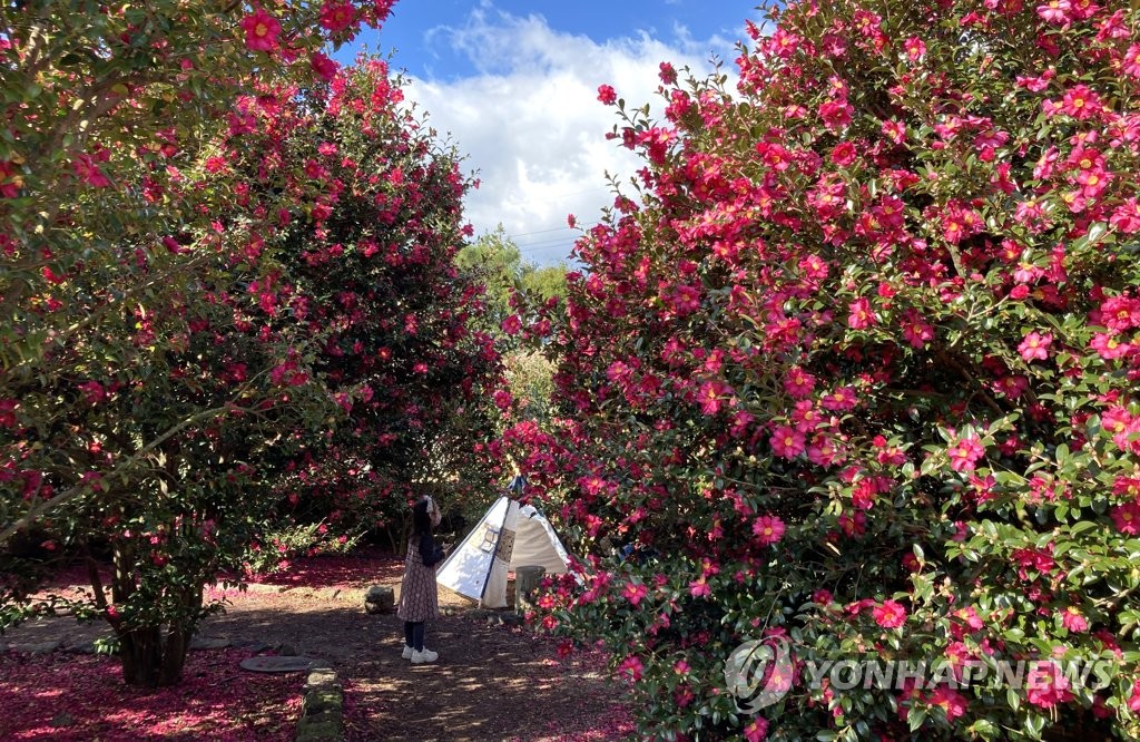 Camellia flowers in full bloom in Jeju Camellia flowers in full bloom in Jeju