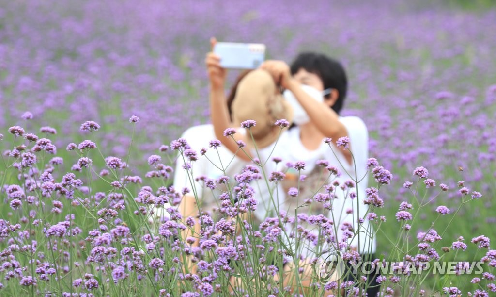 버들마편초꽃 활짝 핀 제주