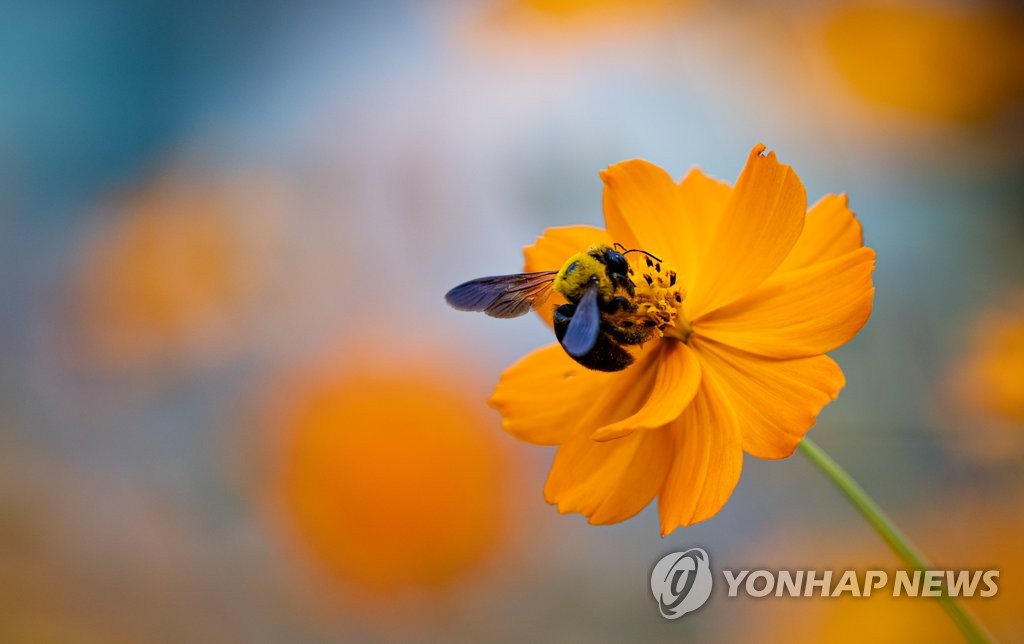 호박벌의 가을 구경