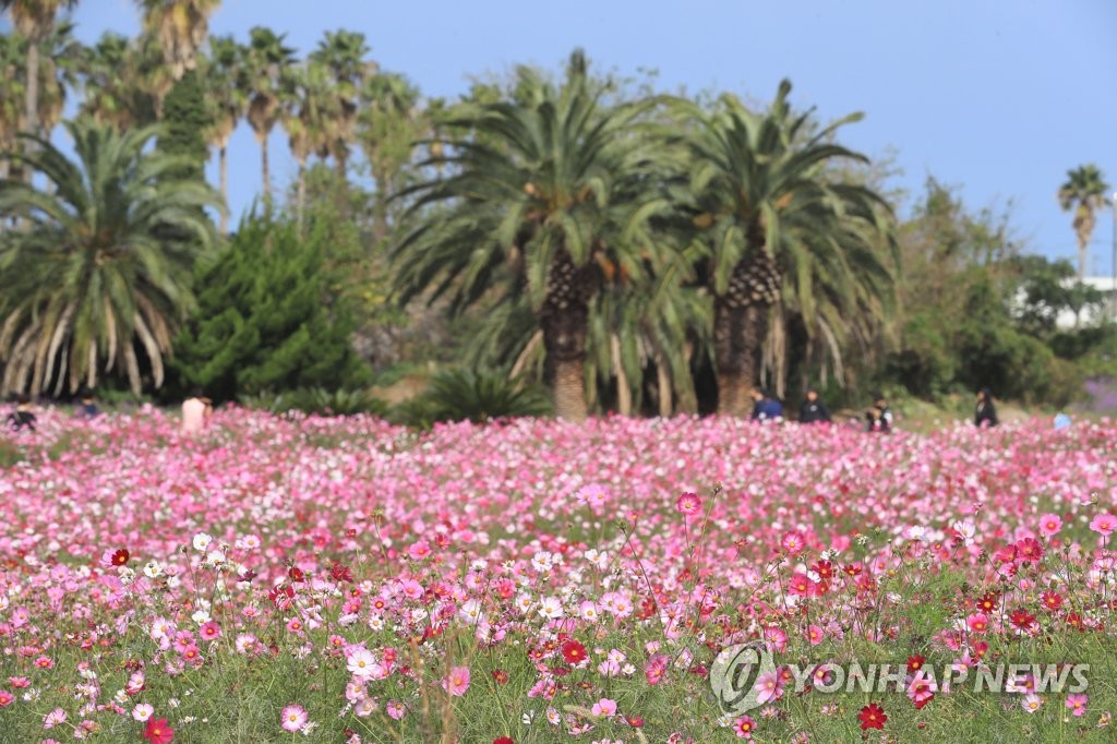 코스모스 활짝 핀 제주