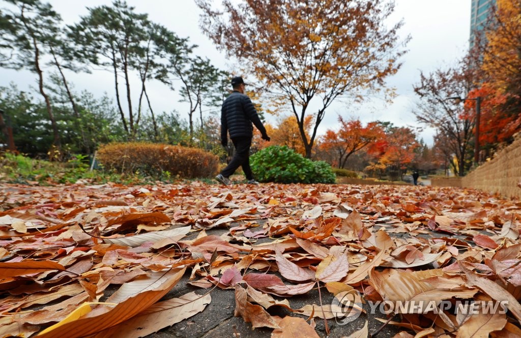 가을비가 남긴 낙엽