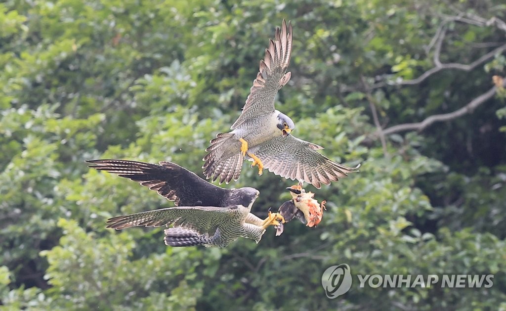 제주매의 팔색조 사냥