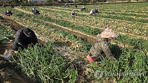 외국인 계절노동자들이 나선 제주산 조생 양파 수확