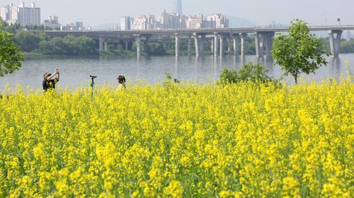 >'한강변의 노란 물결'…구리 유채꽃 축제