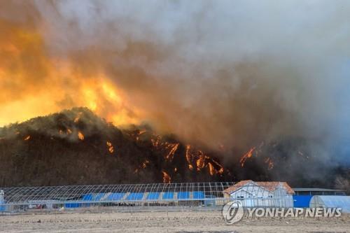 رجال الإطفاء يكافحون حرائق الغابات في بلدة أولجين بإقليم كيونغ سانغ الشمالي