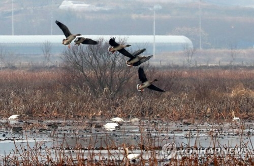 Birds fly over a reservoir in Naju, 355 kilometers south of Seoul, on Dec. 29, 2017. (Yonhap) 