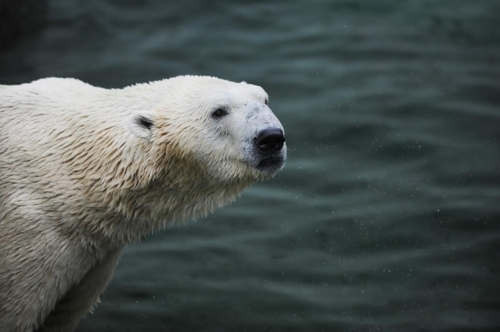 Only remaining polar bear in S. Korea to move to British wildlife park