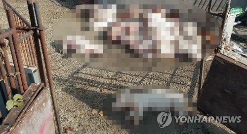 This undated photo released by animal rights groups -- the Korea Animal Welfare Association and KARA -- shows piglets being slaughtered by having their heads slammed at a pig farm in Sacheon, South Gyeongsang Province, in southeastern South Korea. (Yonhap)