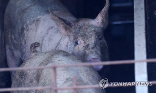 (LEAD) S. Korea to tighten measures to prevent spread of African swine fever