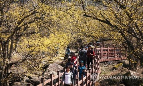 An image of tourists during the Gurye Sansuyu Festival in March 2019. (Yonhap) 