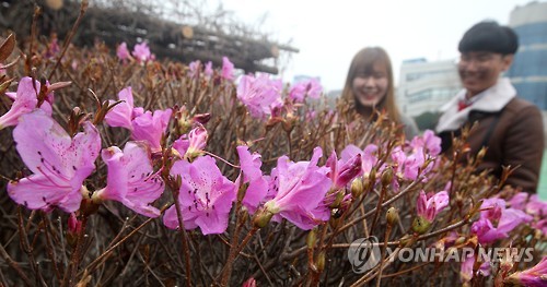 First azalea blooming this spring observed on Jeju