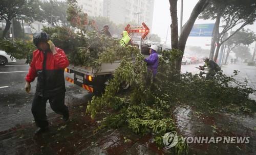 Workers are clearing a road in Jeju Island after strong wind accompanied by Typhoon Maysak toppled a street tree on Sept. 2, 2020. (Yonhap) 