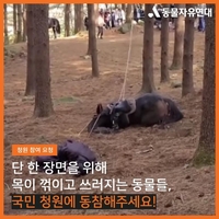 KBS apologizes for horse tripping during filming of 'Lee Bang-won'