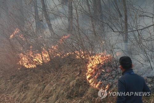 A firefighting official watches as a mountain burns in Uljin, southeastern South Korea, on March 7, 2022. (Yonhap)